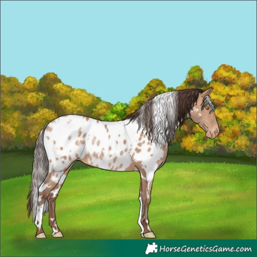 Horse Color:White Spotted Sable Champagne Near Leopard 