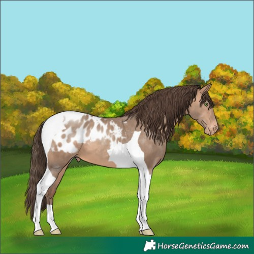 Horse Color:Amber Champagne Tobiano Blanket