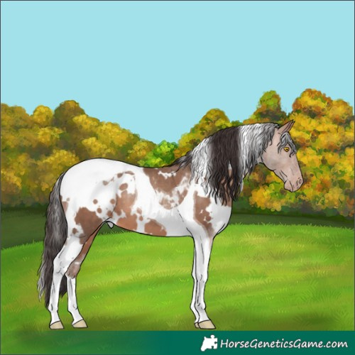 Horse Color:White Spotted Sable Champagne Tobiano