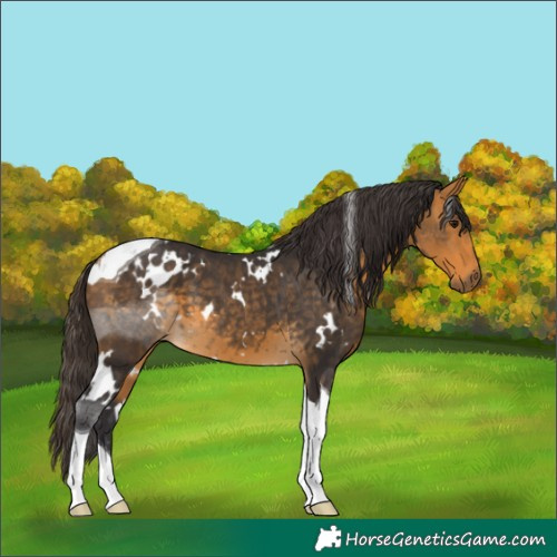 Horse Color:White Spotted Buckskin Tobiano