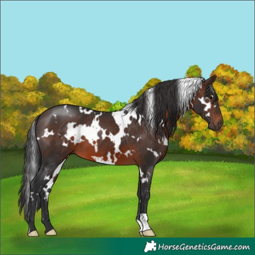 Horse Color:White Spotted Brown
