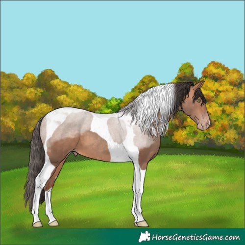 Horse Color:Amber Champagne Tobiano