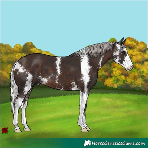 Horse Color:Silver Brown Sabino 