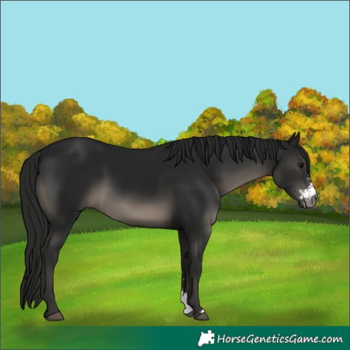 Horse Color:Gray Smoky Black Sabino