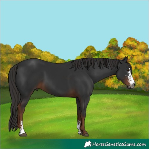 Horse Color:Gray Liver Chestnut Sabino 