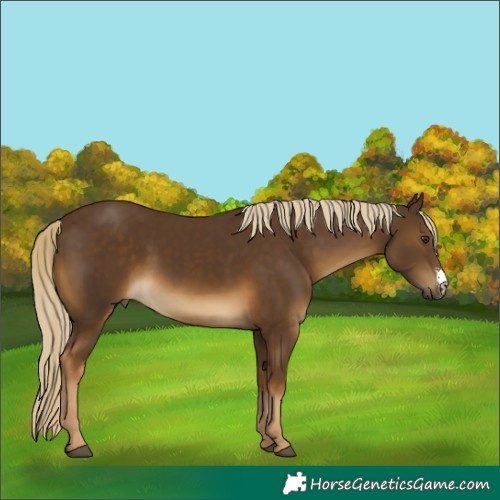 Horse Color:Chocolate Palomino Sabino