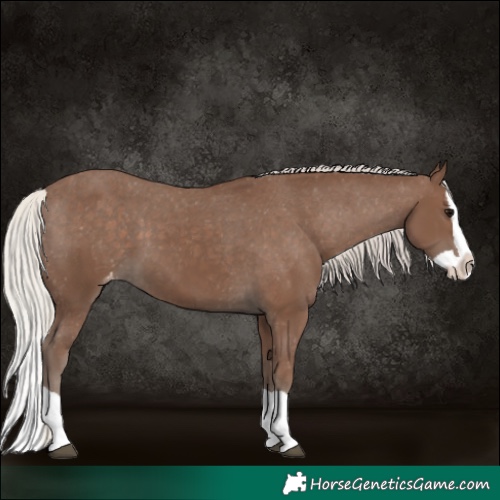 Horse Color:Silver Black Splash Varnish 