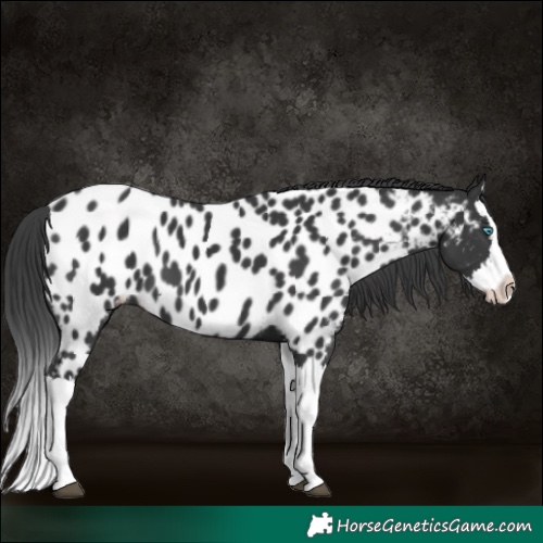 Horse Color:Black Splash Appaloosa