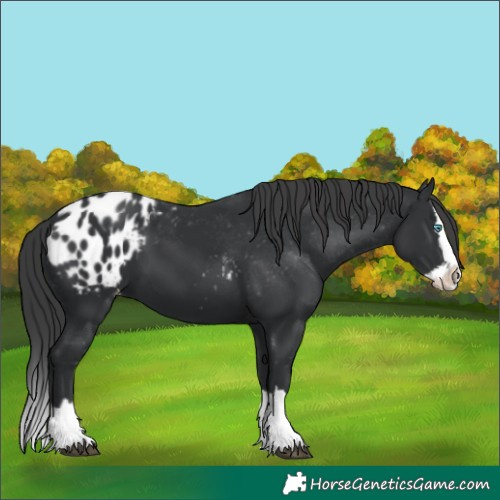 Horse Color:Black Splash Blanket 