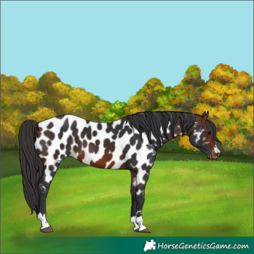Horse Color:Brown Near Leopard