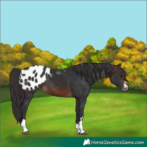 Horse Color:Brown Blanket