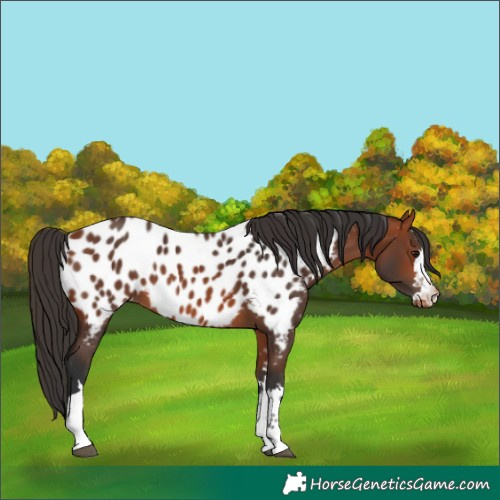 Horse Color:Bay Near Leopard