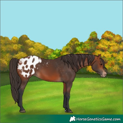 Horse Color:Bay Blanket 