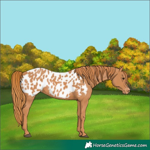 Horse Color:Chestnut Near Leopard