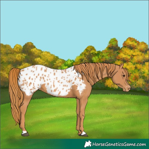 Horse Color:Chestnut Blanket