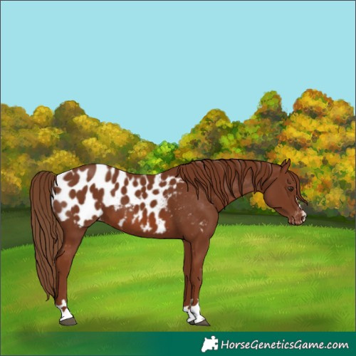 Horse Color:Chestnut Blanket 