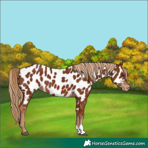 Horse Color:Chestnut Near Leopard 