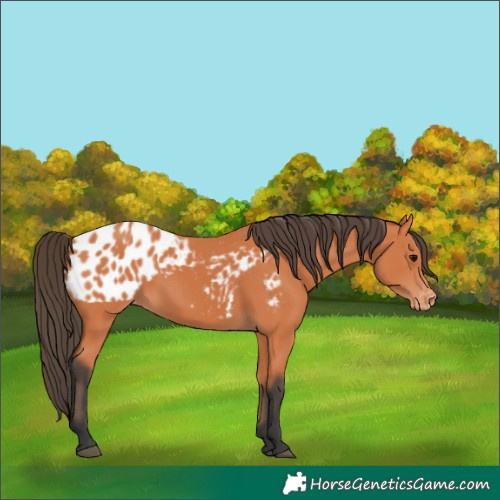Horse Color:Bay Near Leopard