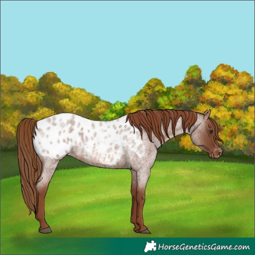 Horse Color:Red Roan Blanket