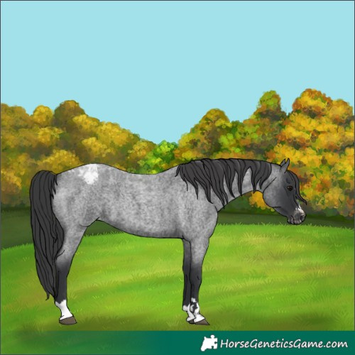 Horse Color:Blue Roan Varnish