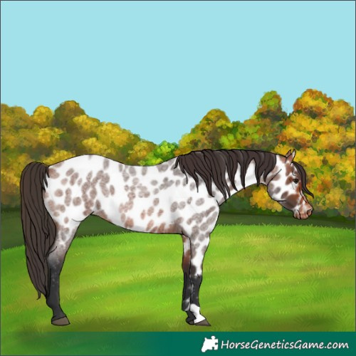 Horse Color:Bay Roan Near Leopard