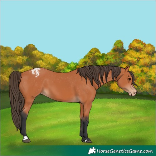 Horse Color:Bay Varnish