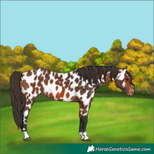 Horse Color:Bay Near Leopard 