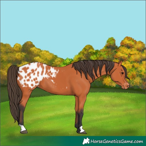 Horse Color:Bay Blanket 