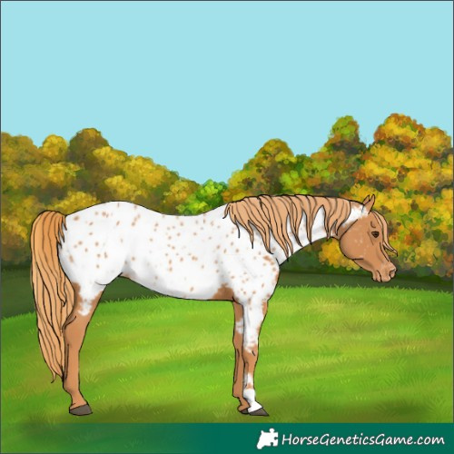 Horse Color:Chestnut Near Leopard 
