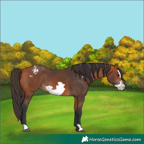 Horse Color:Bay Frame Varnish 