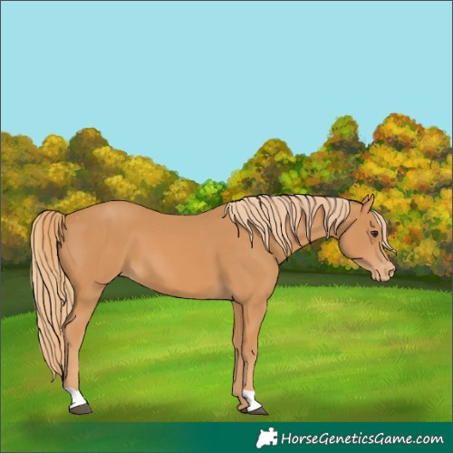 Horse Color:Chestnut Varnish