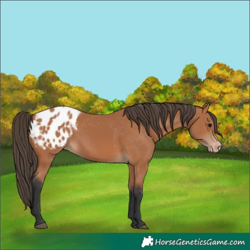 Horse Color:Bay Blanket 