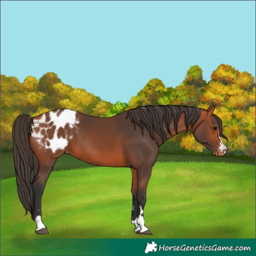 Horse Color:Bay Blanket 