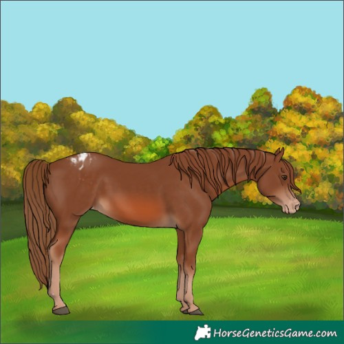 Horse Color:Chestnut Varnish