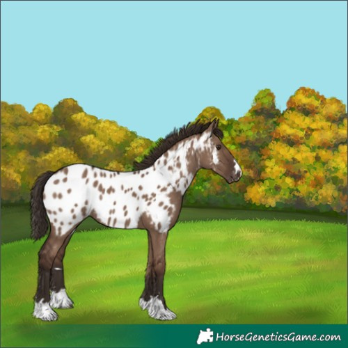 Horse Color:Liver Red Dun Appaloosa Rabicano 