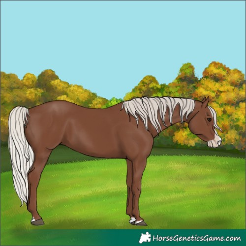 Horse Color:Silver Black Splash