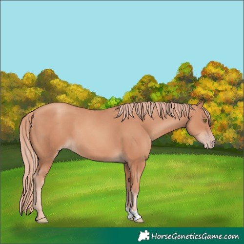Horse Color:Gold Champagne