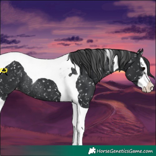 Horse Color:Black Splash Tobiano Snowflake Varnish Rabicano 