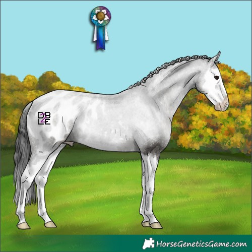 Horse Color:Black Splash Blanket 