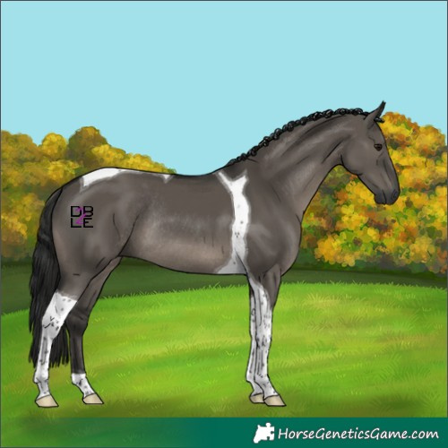 Horse Color:Gray Grullo Tobiano Rabicano