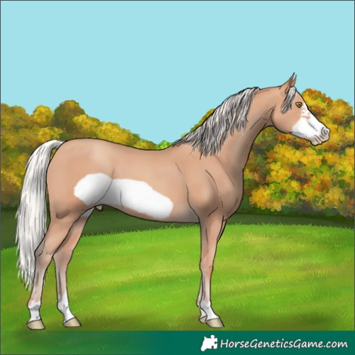 Horse Color:Silver Amber Champagne Frame 