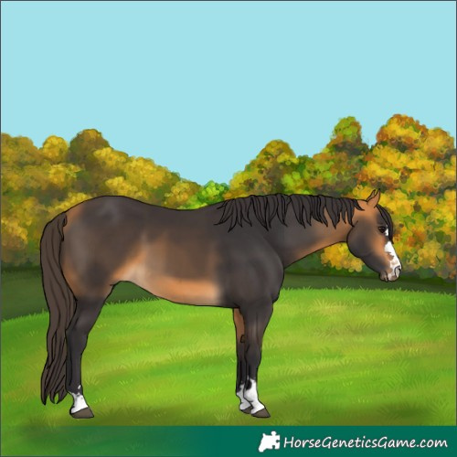 Horse Color:Buckskin 