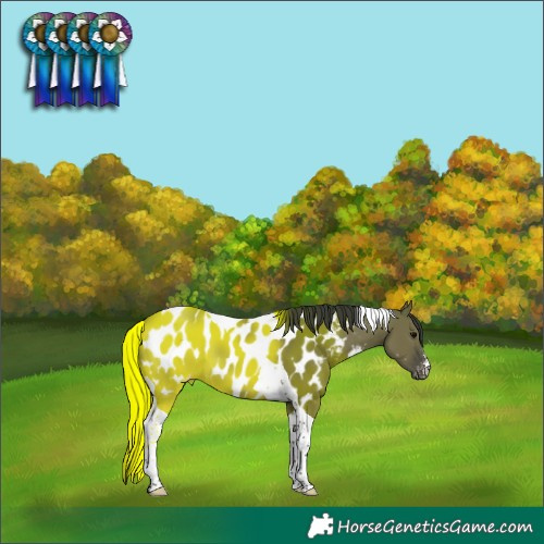 Horse Color:Grullo Tobiano Near Leopard