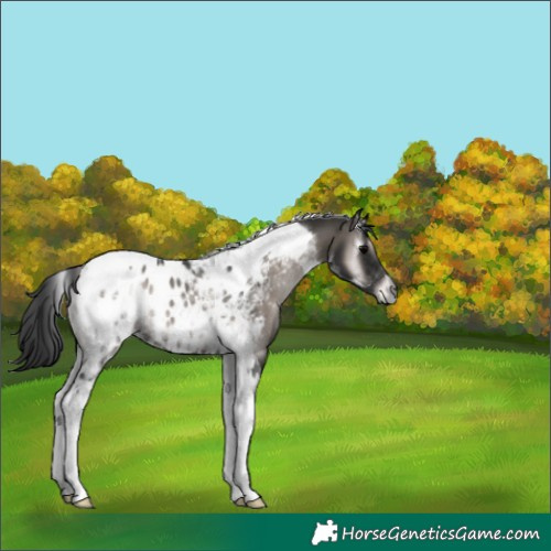 Horse Color:Gray Platinum Blue Onyx Tobiano Blanket 