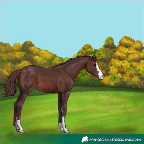 Horse Color:Chocolate Brown