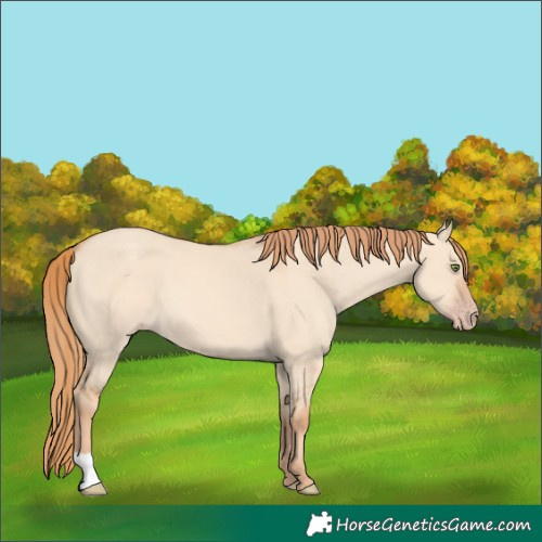 Horse Color:Gold Champagne Dun 