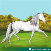 Horse Color:Silver Perlino Roan Dun