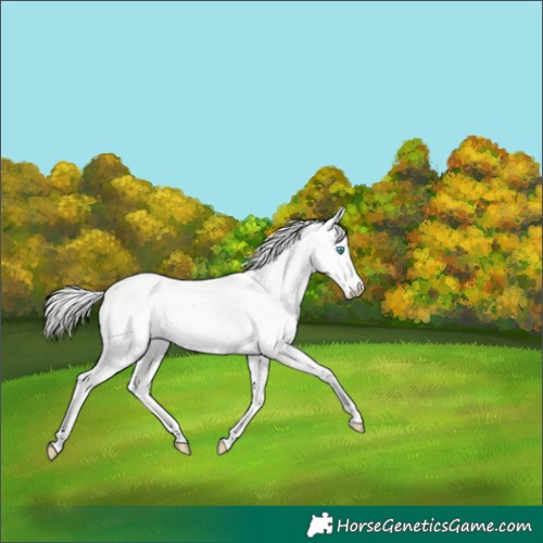 Horse Color:Cremello Dun