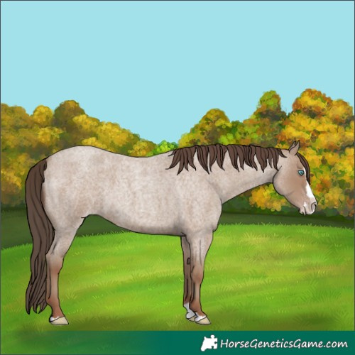 Horse Color:Classic Champagne Roan Splash