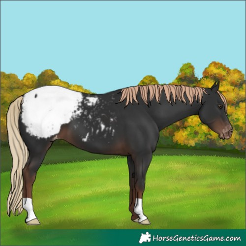 Horse Color:Liver Chestnut Snowcap